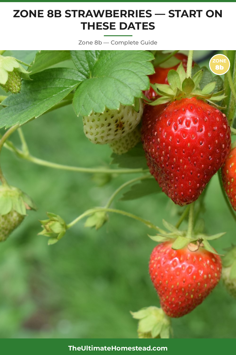 When to Plant Strawberries in Zone 8b