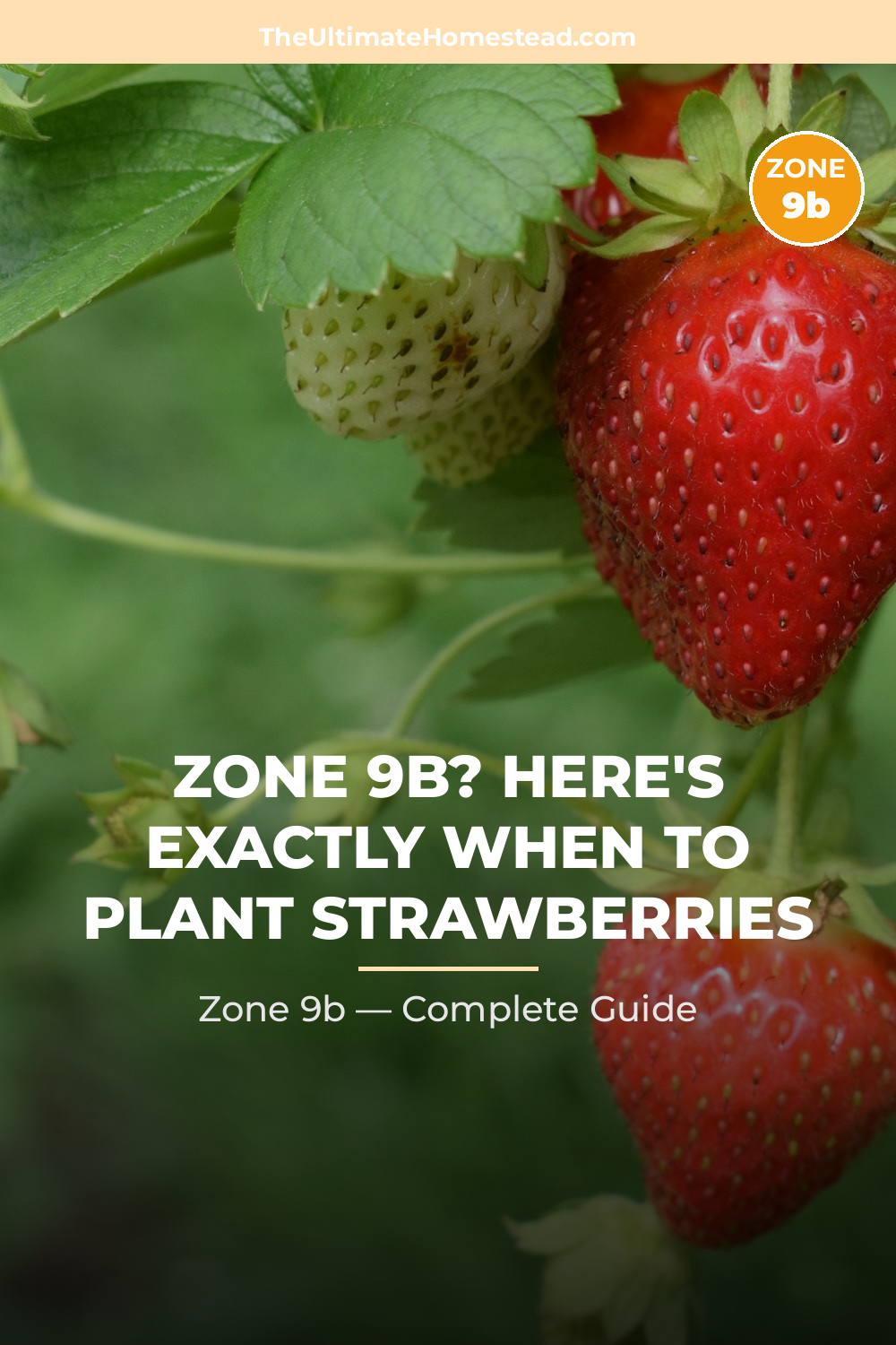 When to Plant Strawberries in Zone 9b