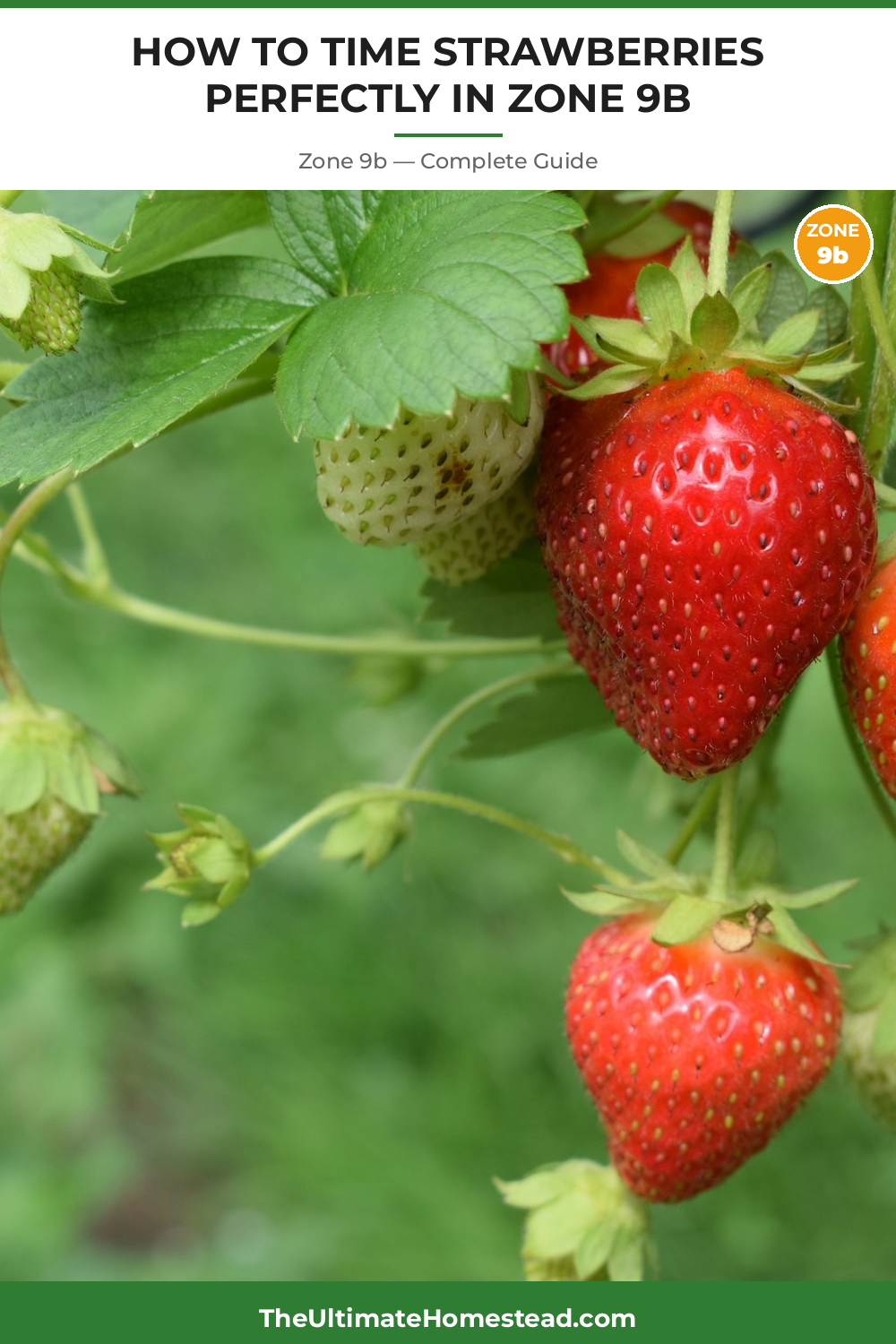 When to Plant Strawberries in Zone 9b