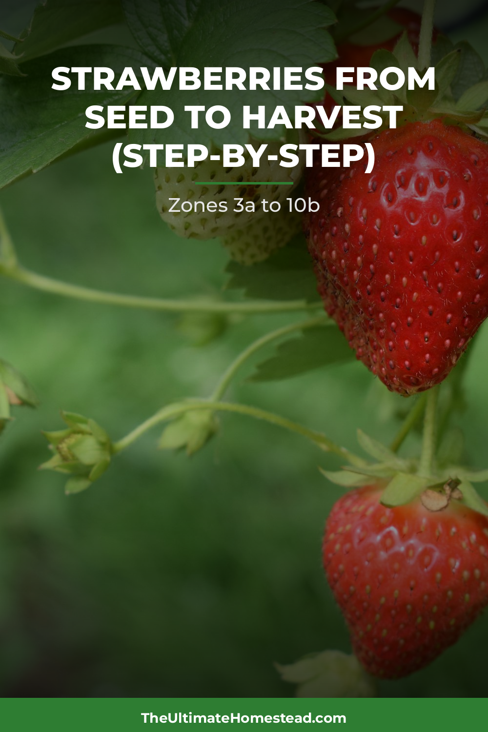 Strawberries Planting Guide