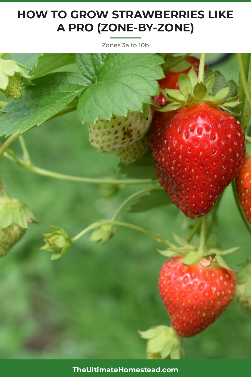 Strawberries Planting Guide