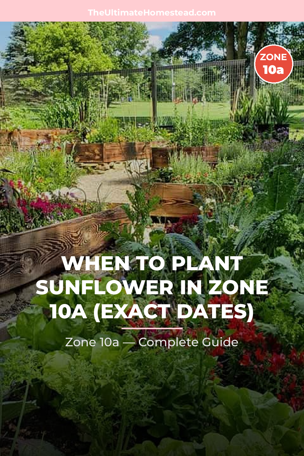 When to Plant Sunflower in Zone 10a