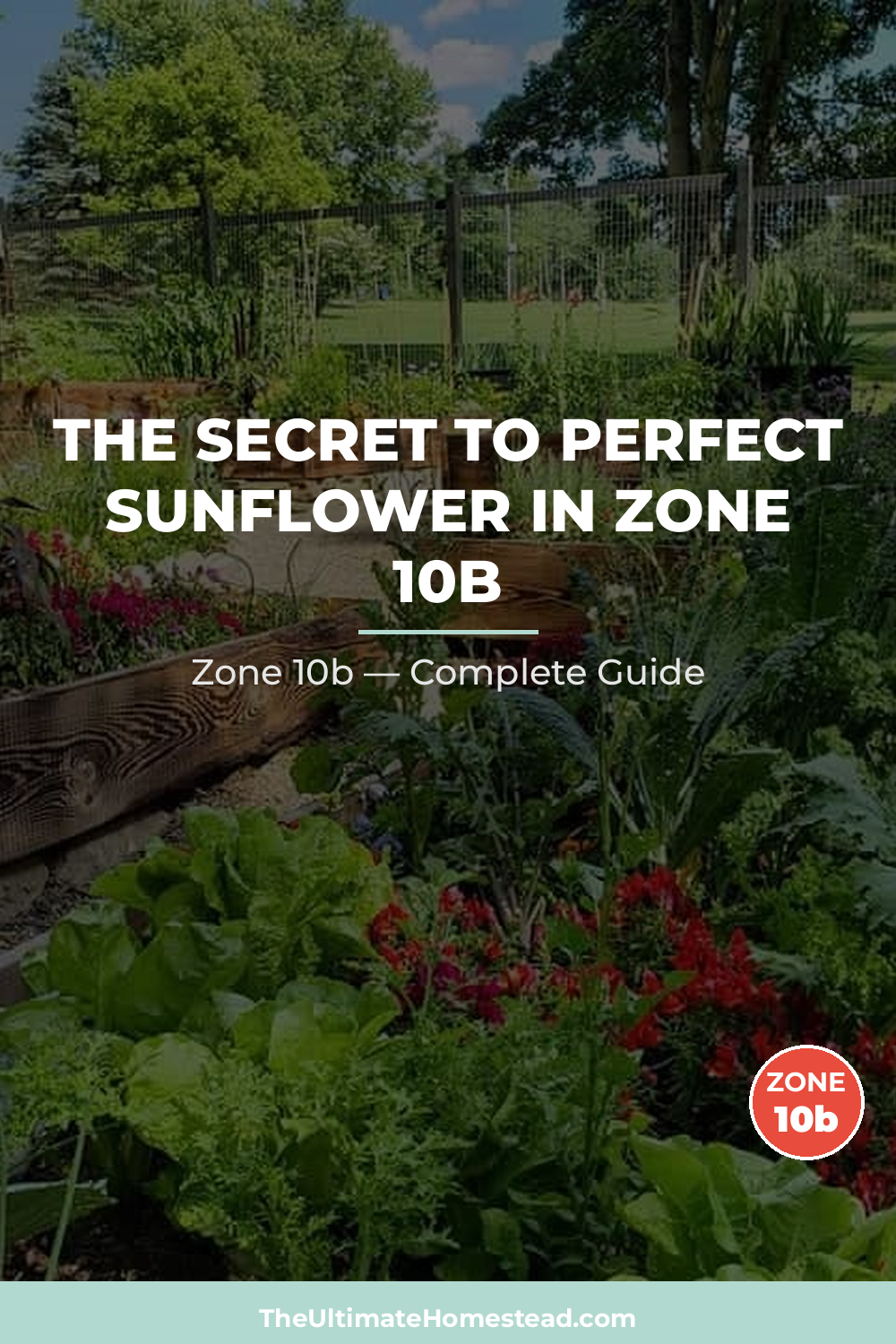 When to Plant Sunflower in Zone 10b