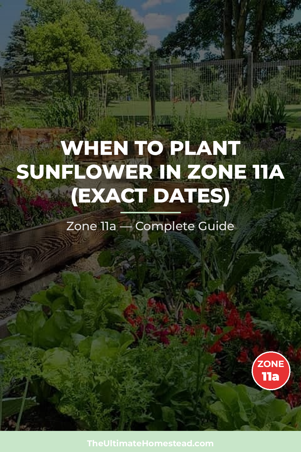 When to Plant Sunflower in Zone 11a