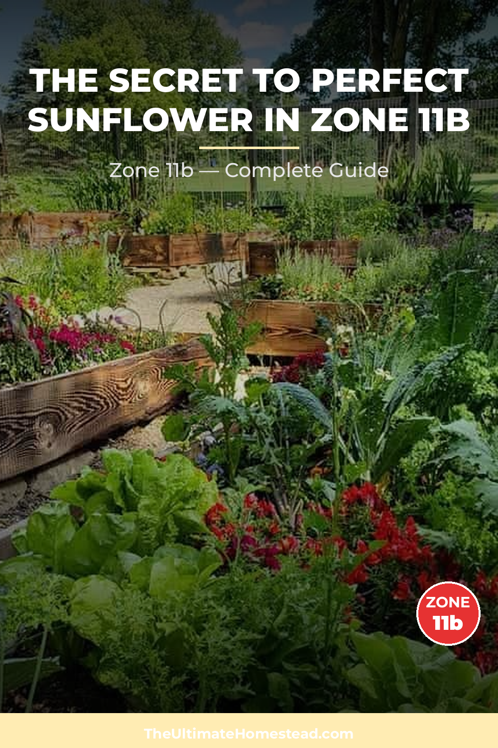 When to Plant Sunflower in Zone 11b