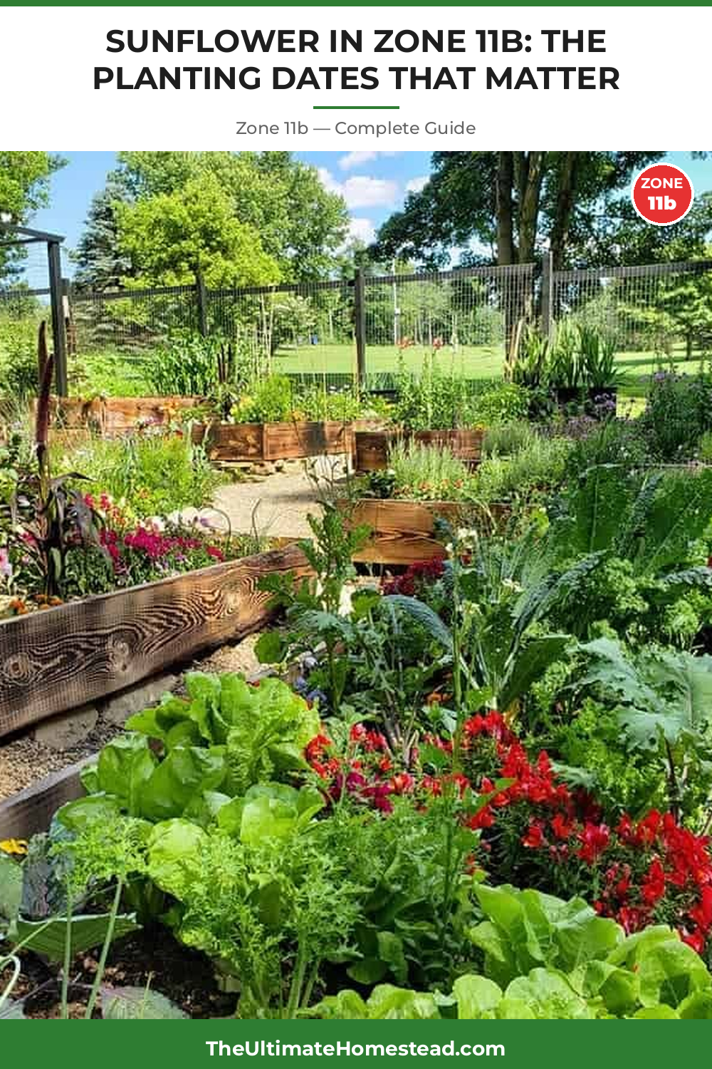 When to Plant Sunflower in Zone 11b