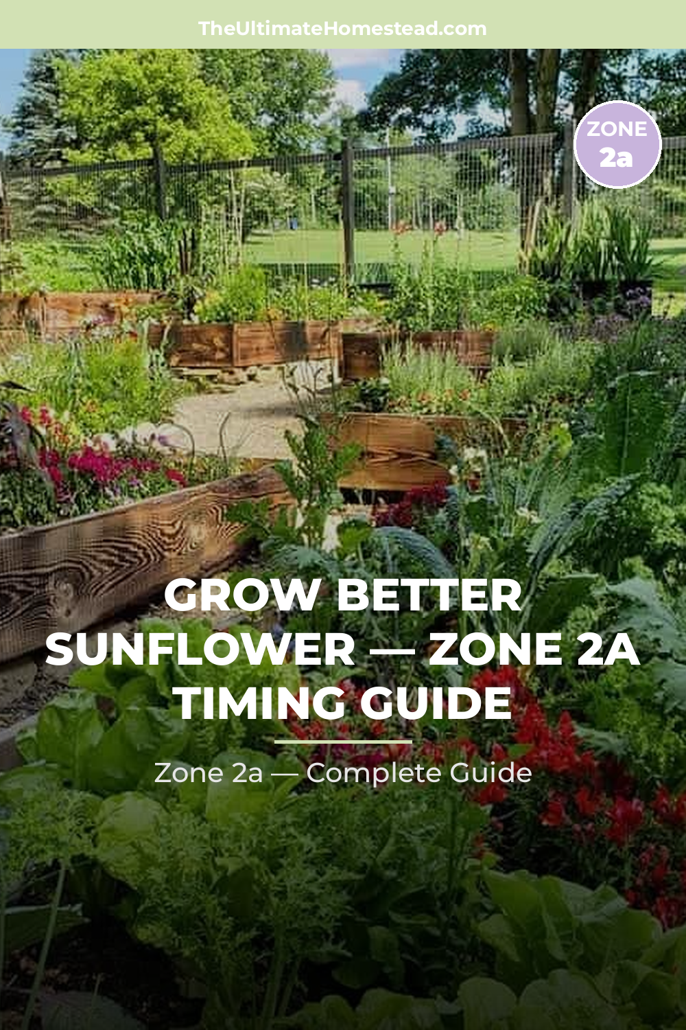 When to Plant Sunflower in Zone 2a