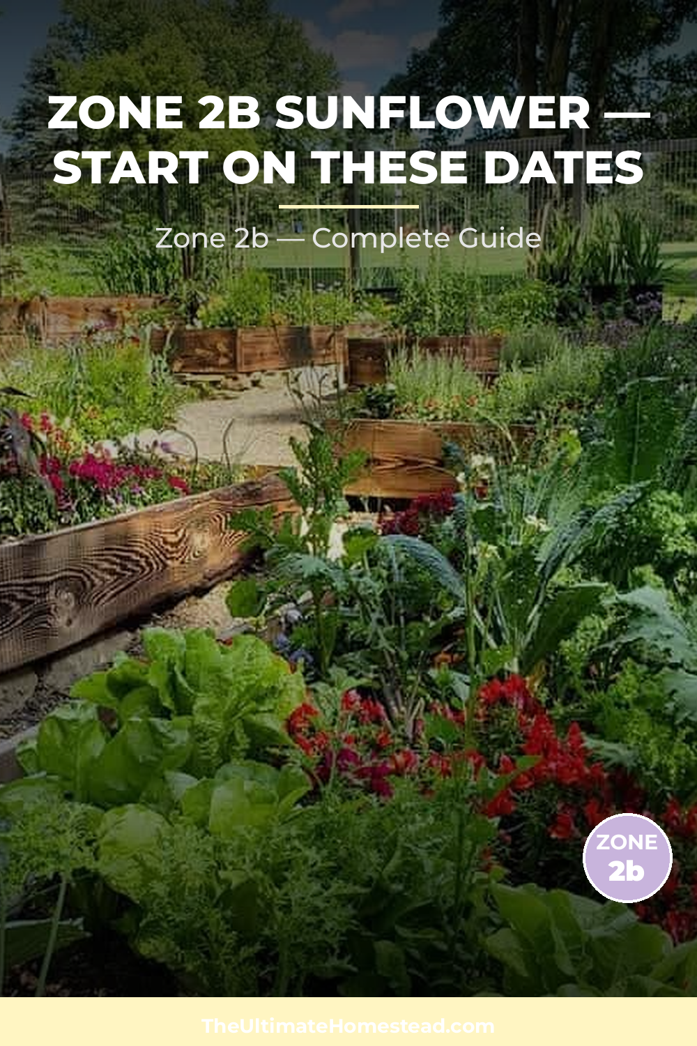 When to Plant Sunflower in Zone 2b