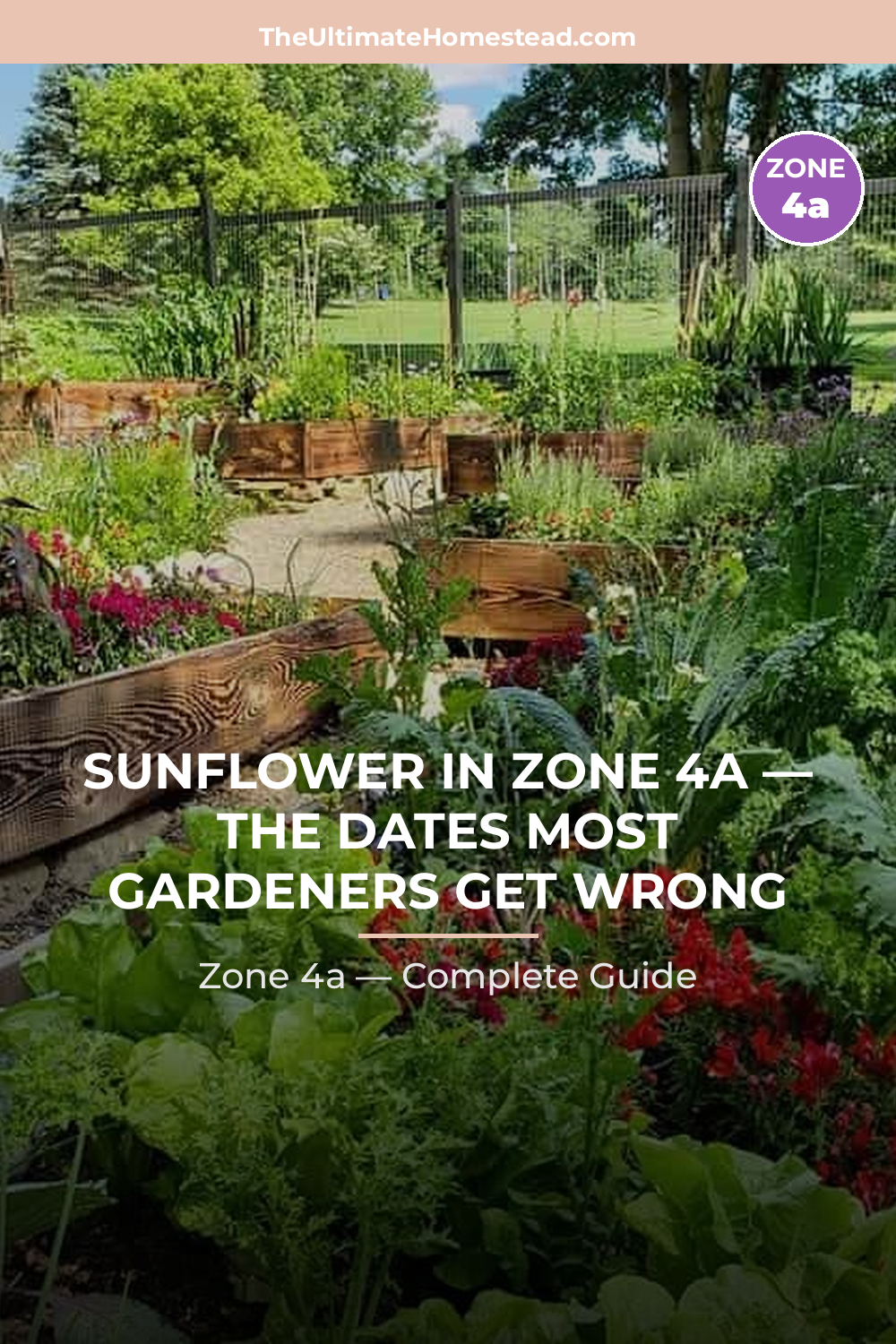 When to Plant Sunflower in Zone 4a