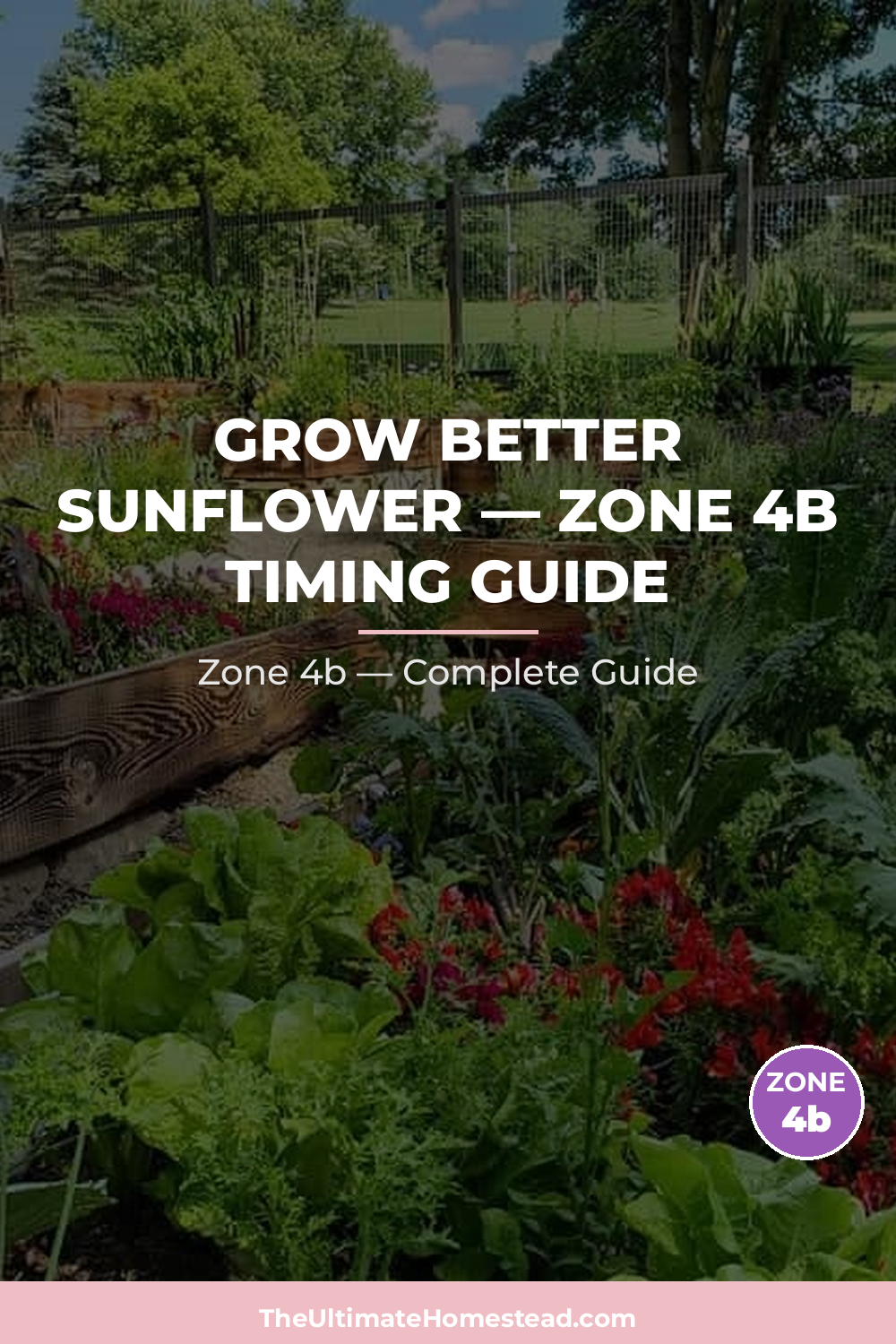 When to Plant Sunflower in Zone 4b
