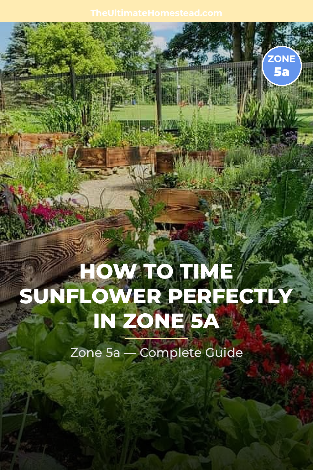 When to Plant Sunflower in Zone 5a
