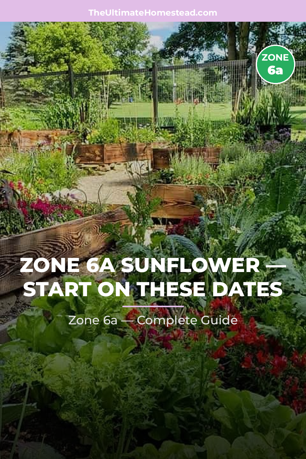 When to Plant Sunflower in Zone 6a