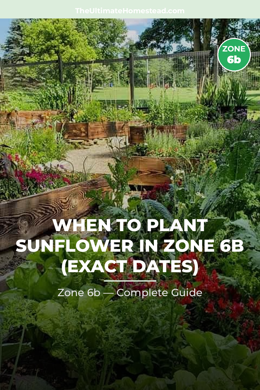 When to Plant Sunflower in Zone 6b