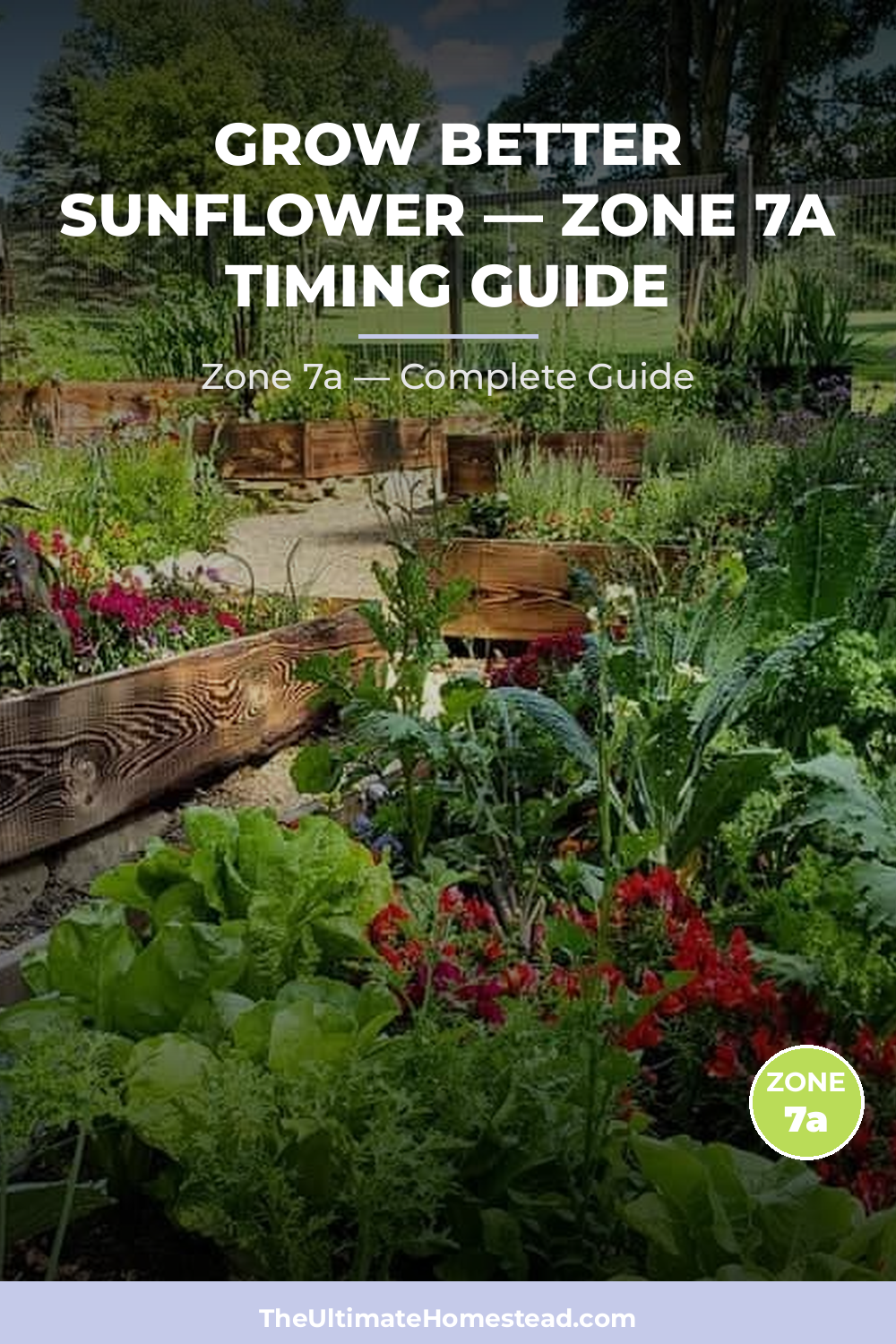 When to Plant Sunflower in Zone 7a