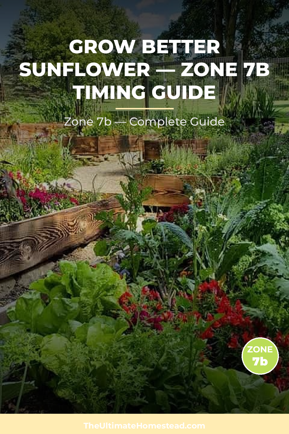 When to Plant Sunflower in Zone 7b