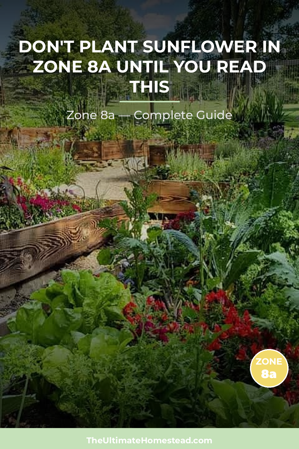 When to Plant Sunflower in Zone 8a