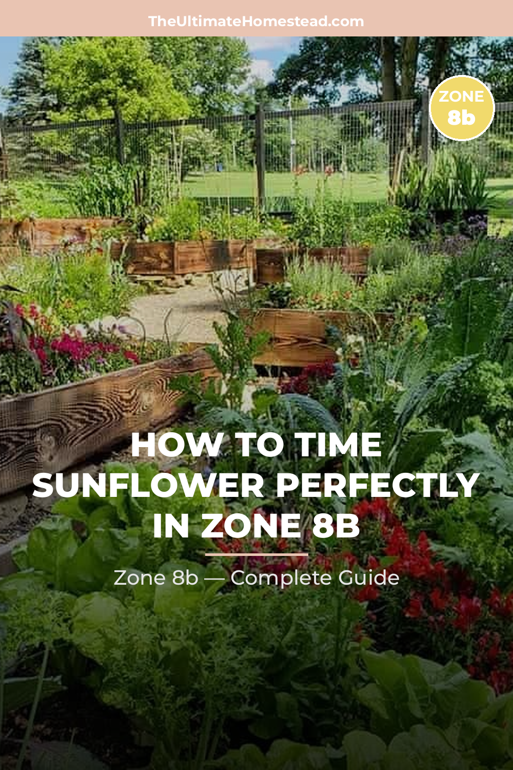 When to Plant Sunflower in Zone 8b