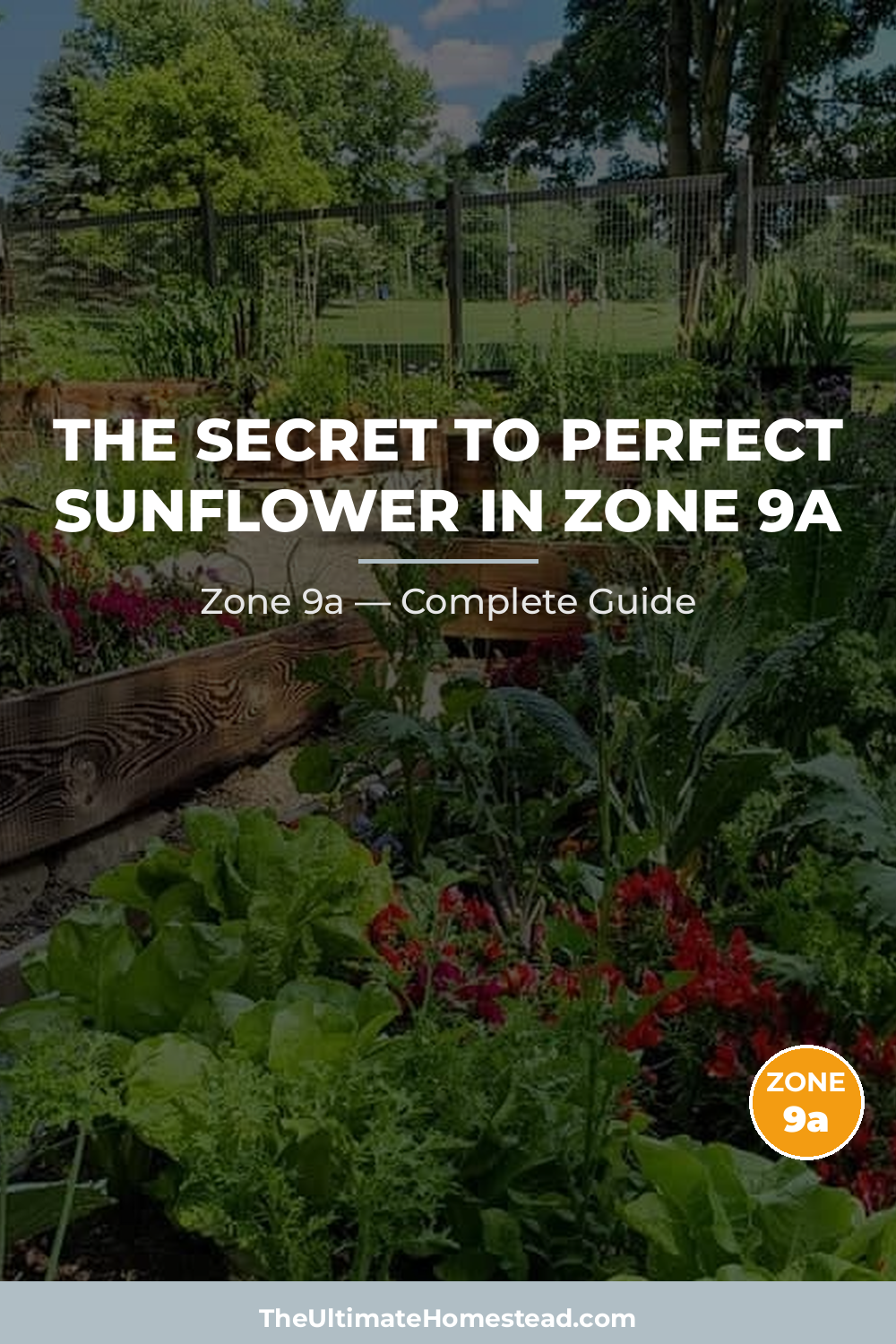 When to Plant Sunflower in Zone 9a
