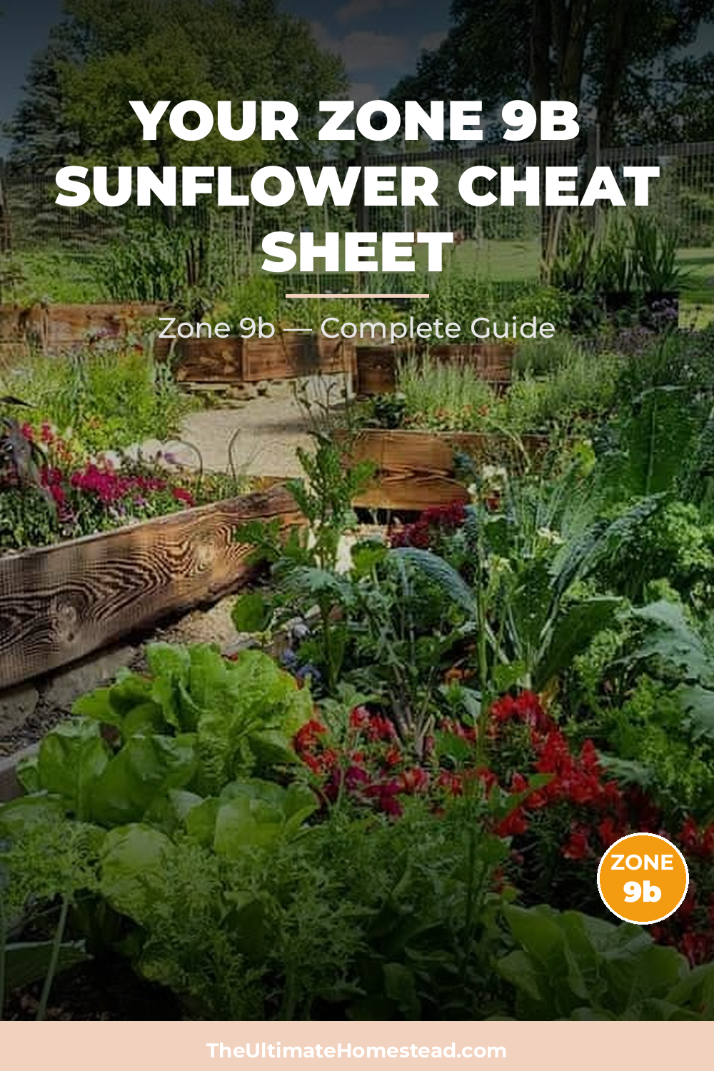 When to Plant Sunflower in Zone 9b