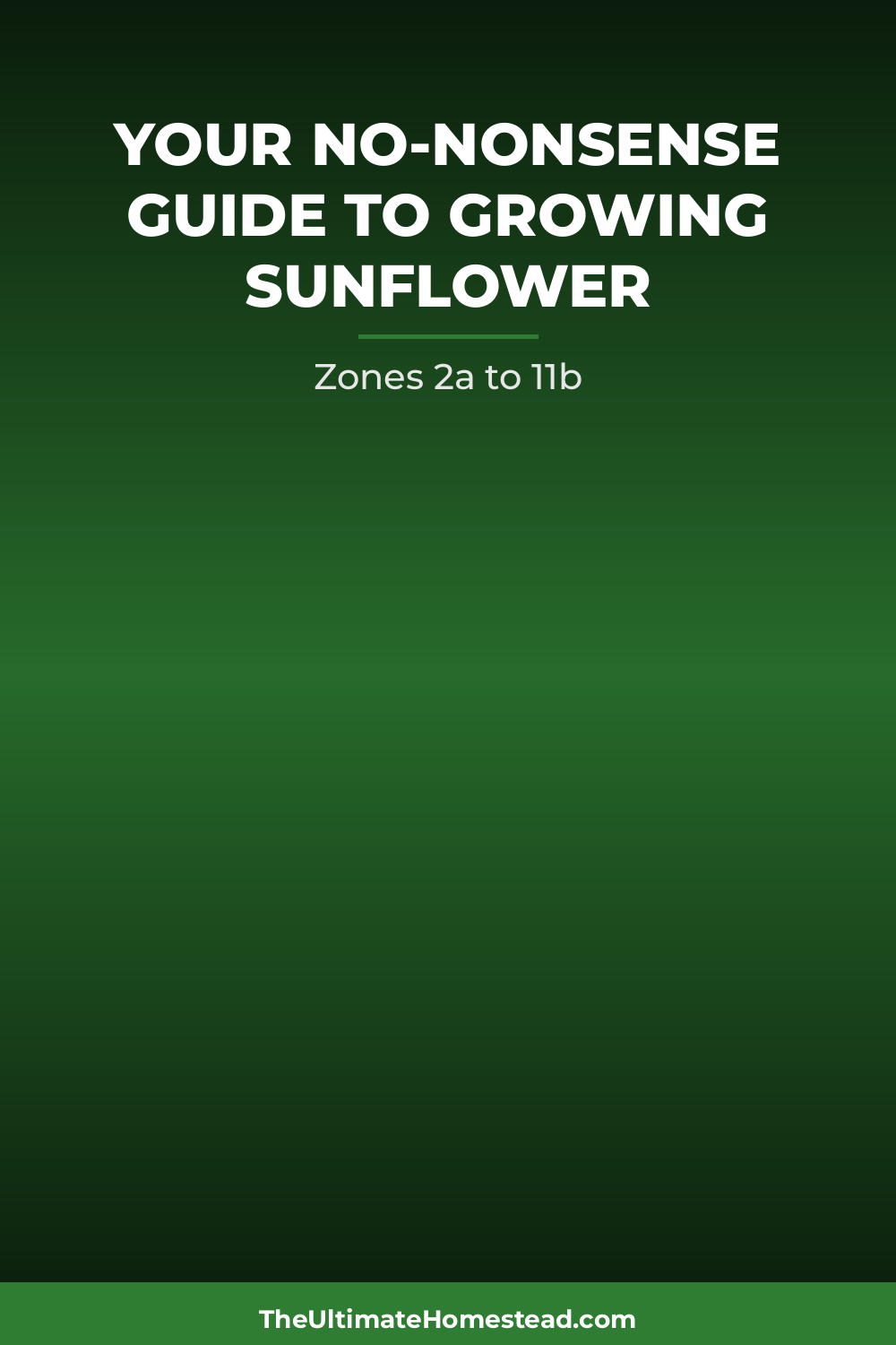 Sunflower Planting Guide