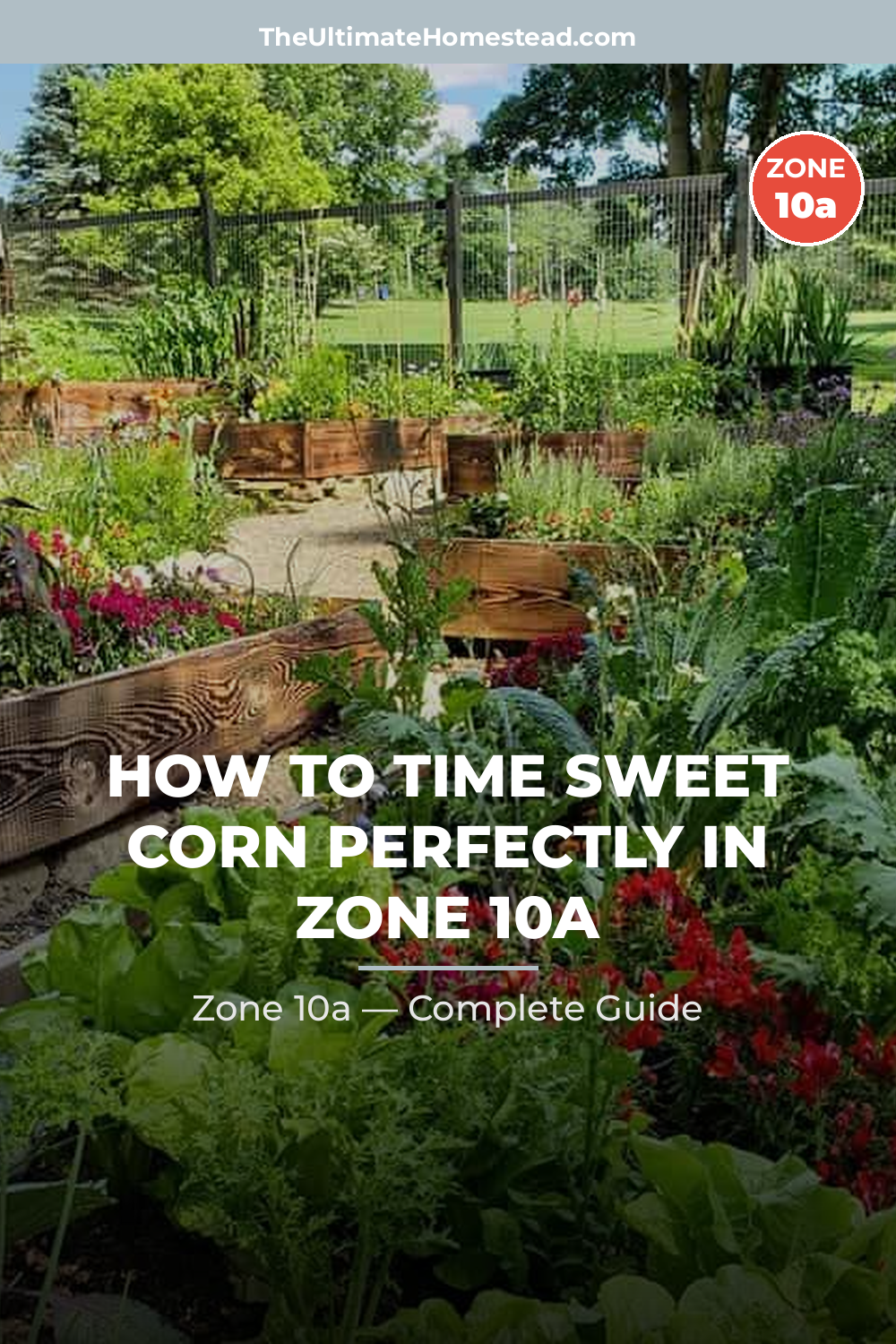 When to Plant Sweet Corn in Zone 10a