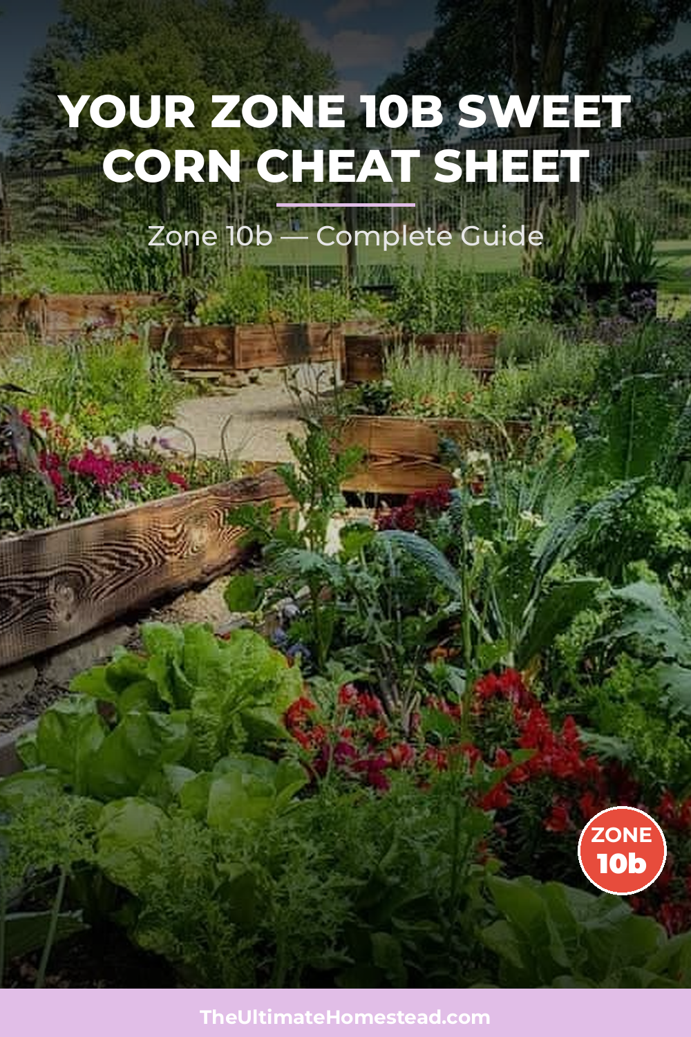 When to Plant Sweet Corn in Zone 10b