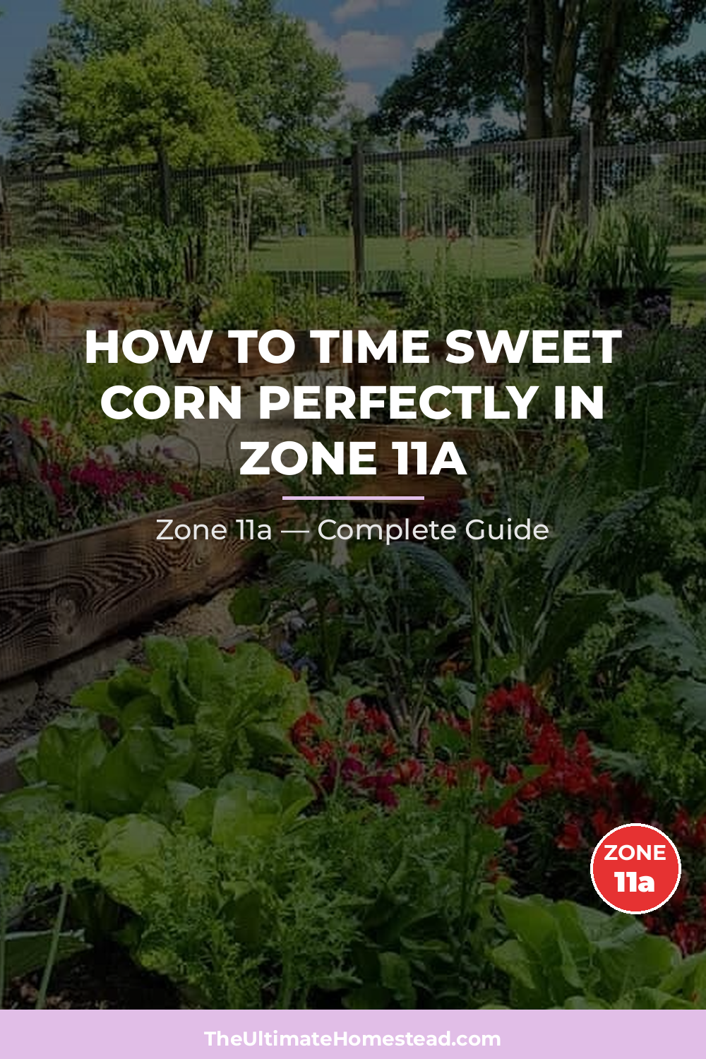 When to Plant Sweet Corn in Zone 11a