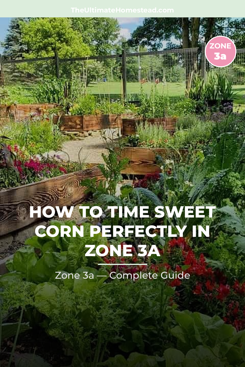 When to Plant Sweet Corn in Zone 3a