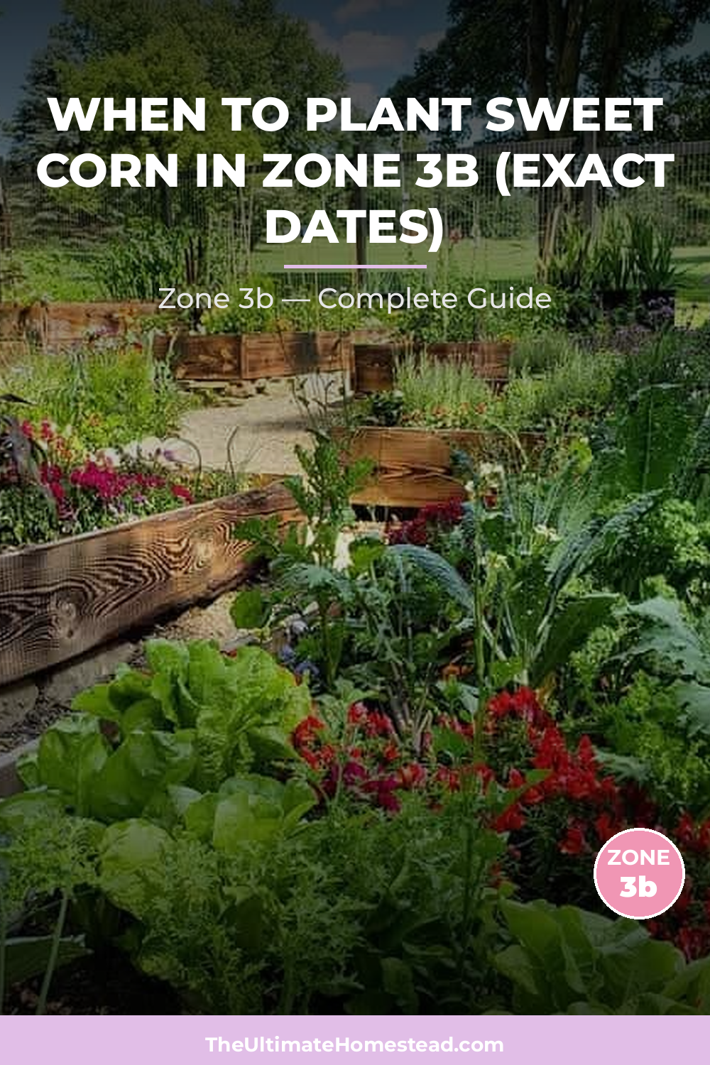 When to Plant Sweet Corn in Zone 3b