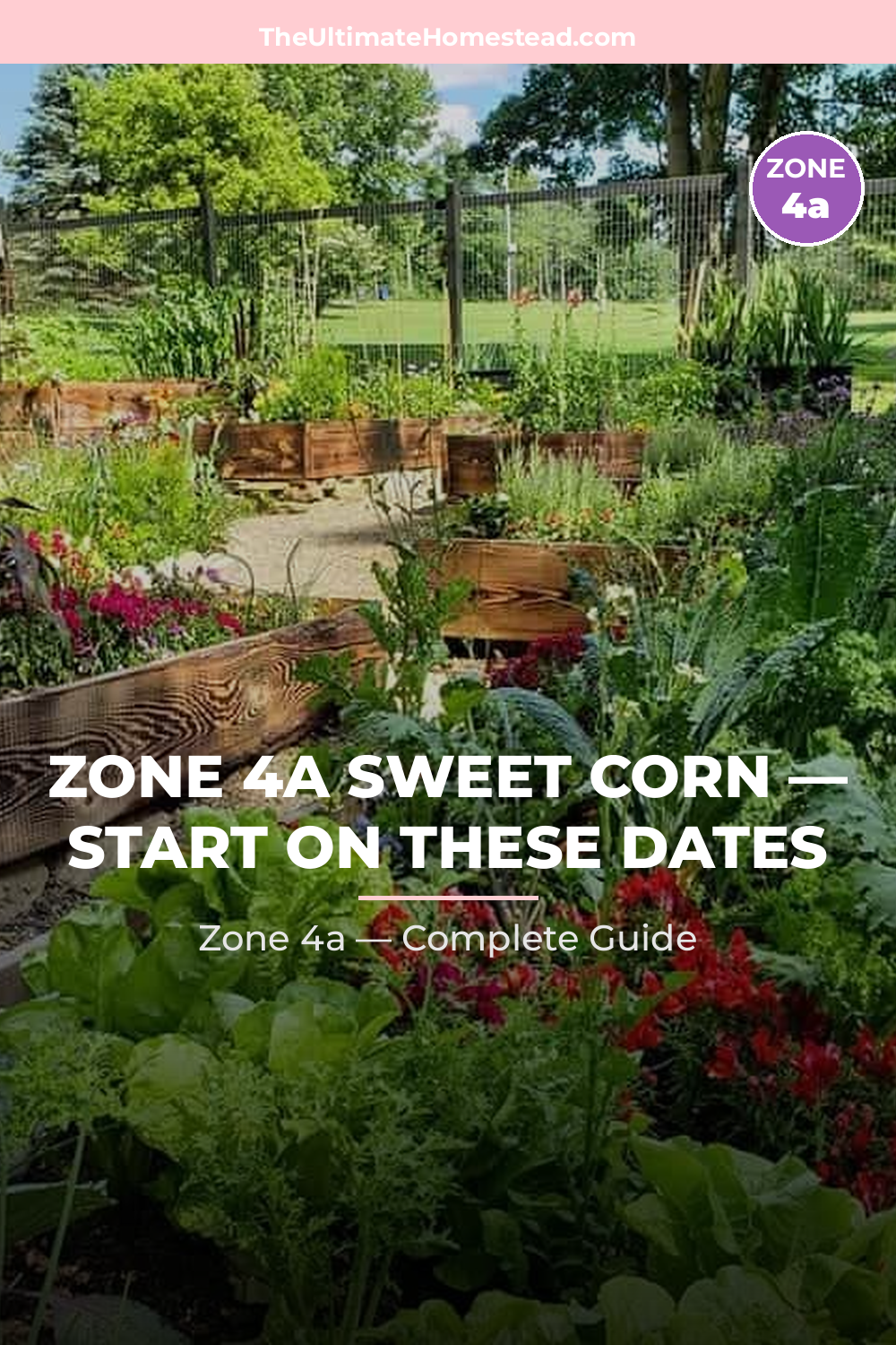 When to Plant Sweet Corn in Zone 4a