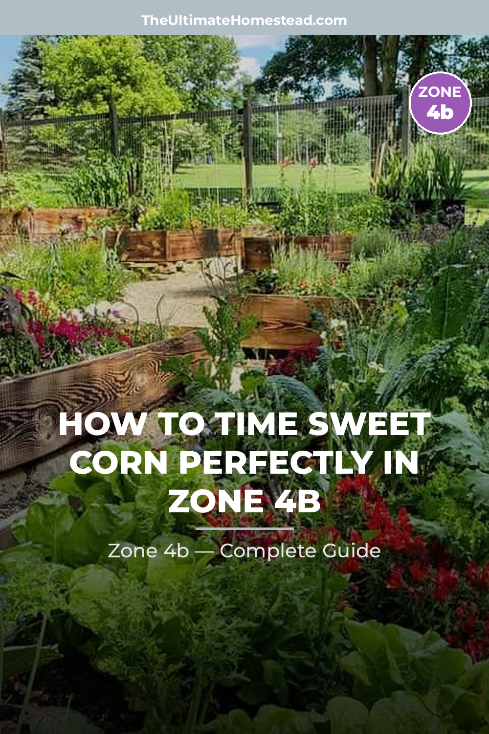 When to Plant Sweet Corn in Zone 4b