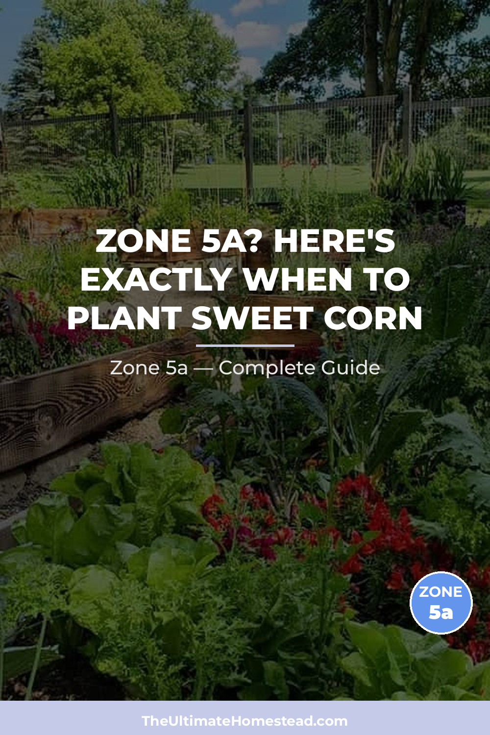 When to Plant Sweet Corn in Zone 5a