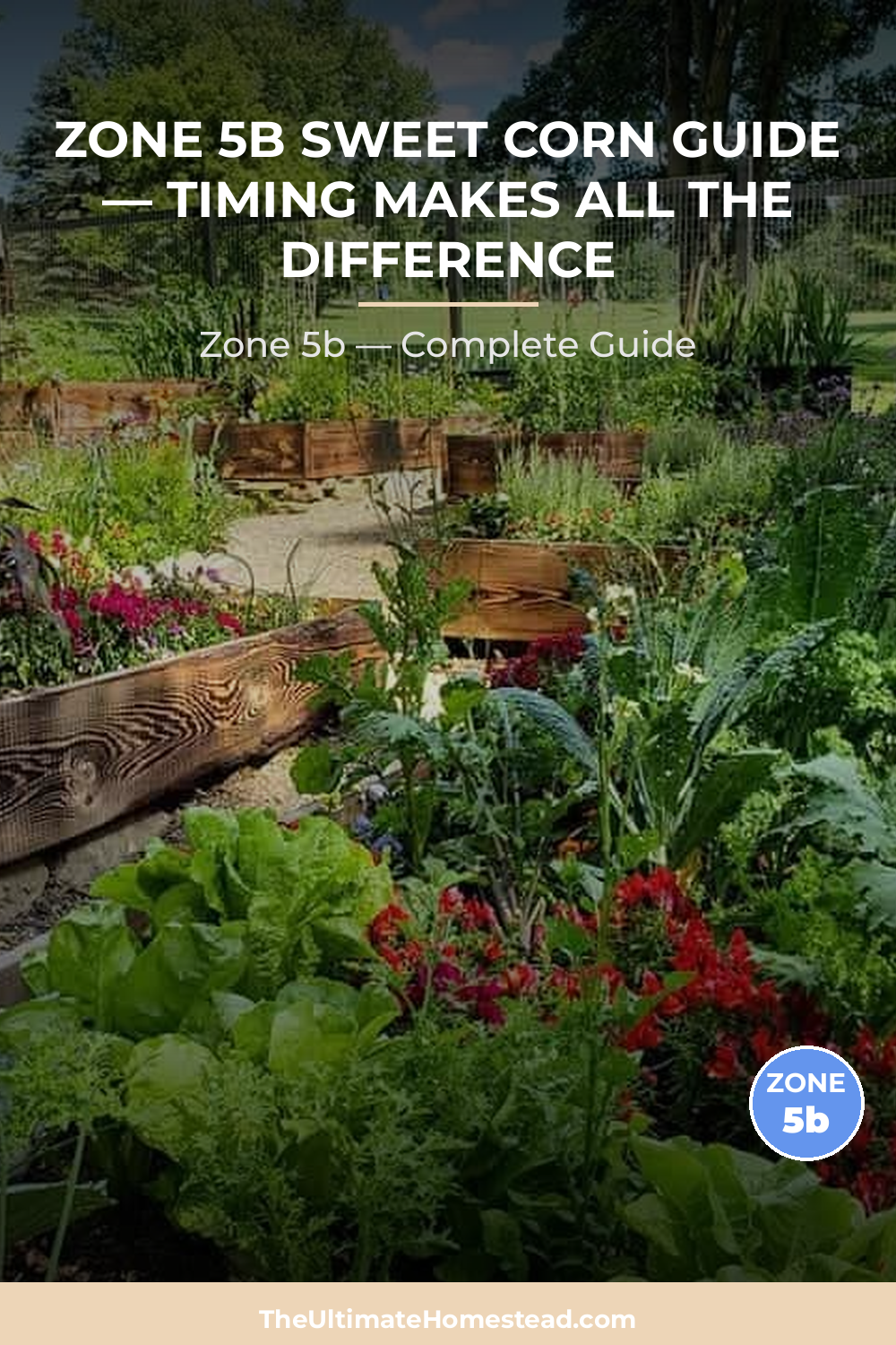When to Plant Sweet Corn in Zone 5b