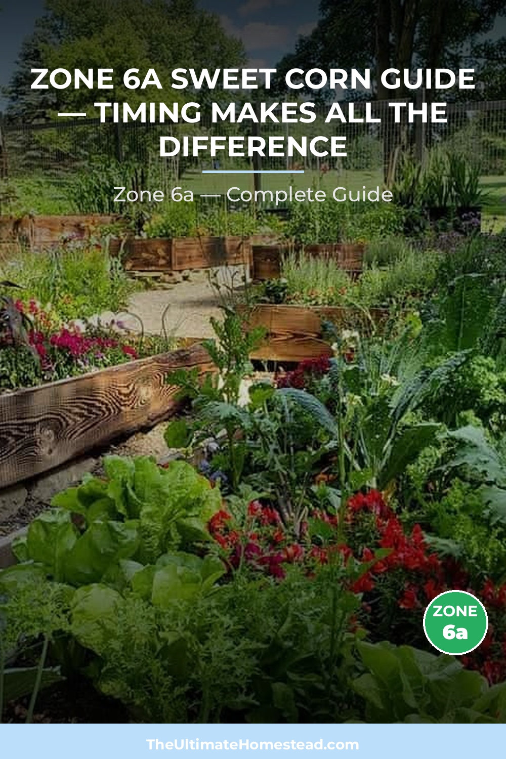 When to Plant Sweet Corn in Zone 6a