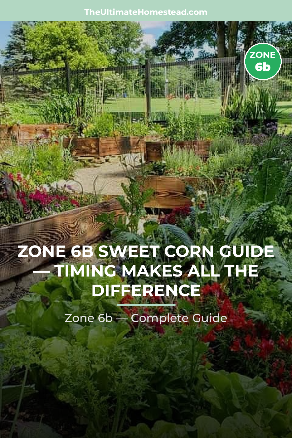 When to Plant Sweet Corn in Zone 6b
