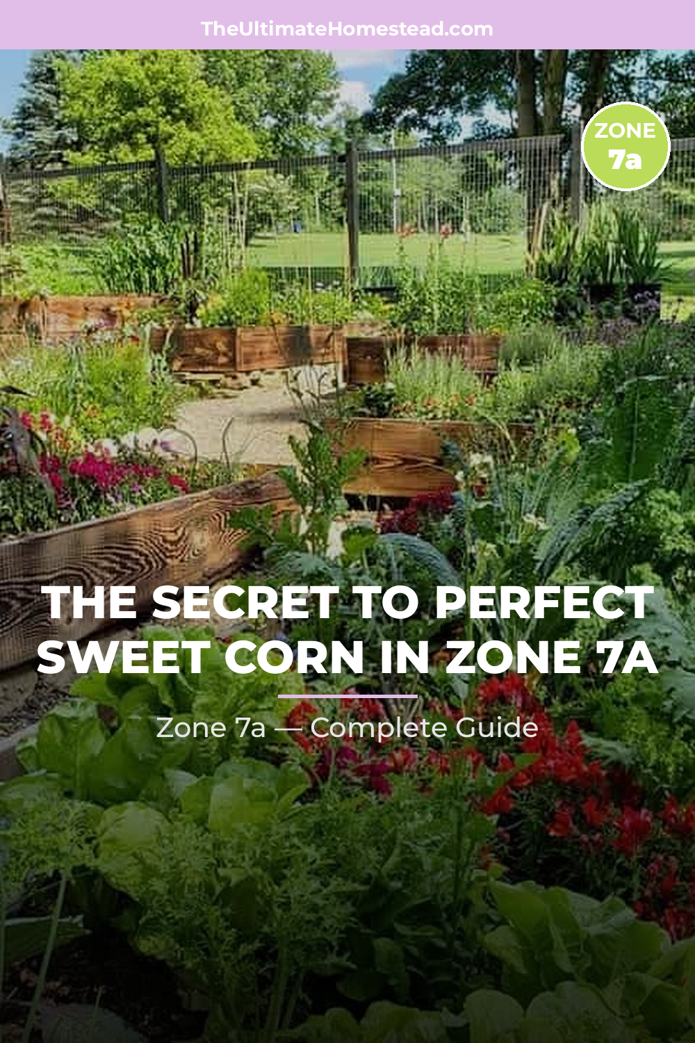 When to Plant Sweet Corn in Zone 7a