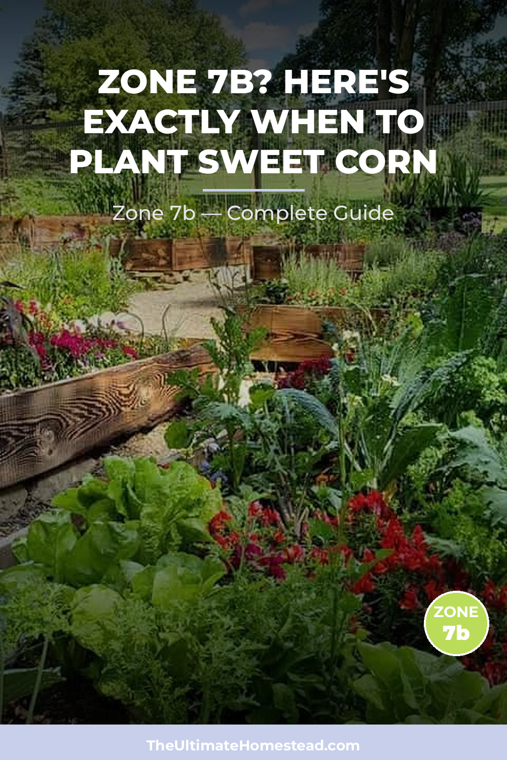 When to Plant Sweet Corn in Zone 7b
