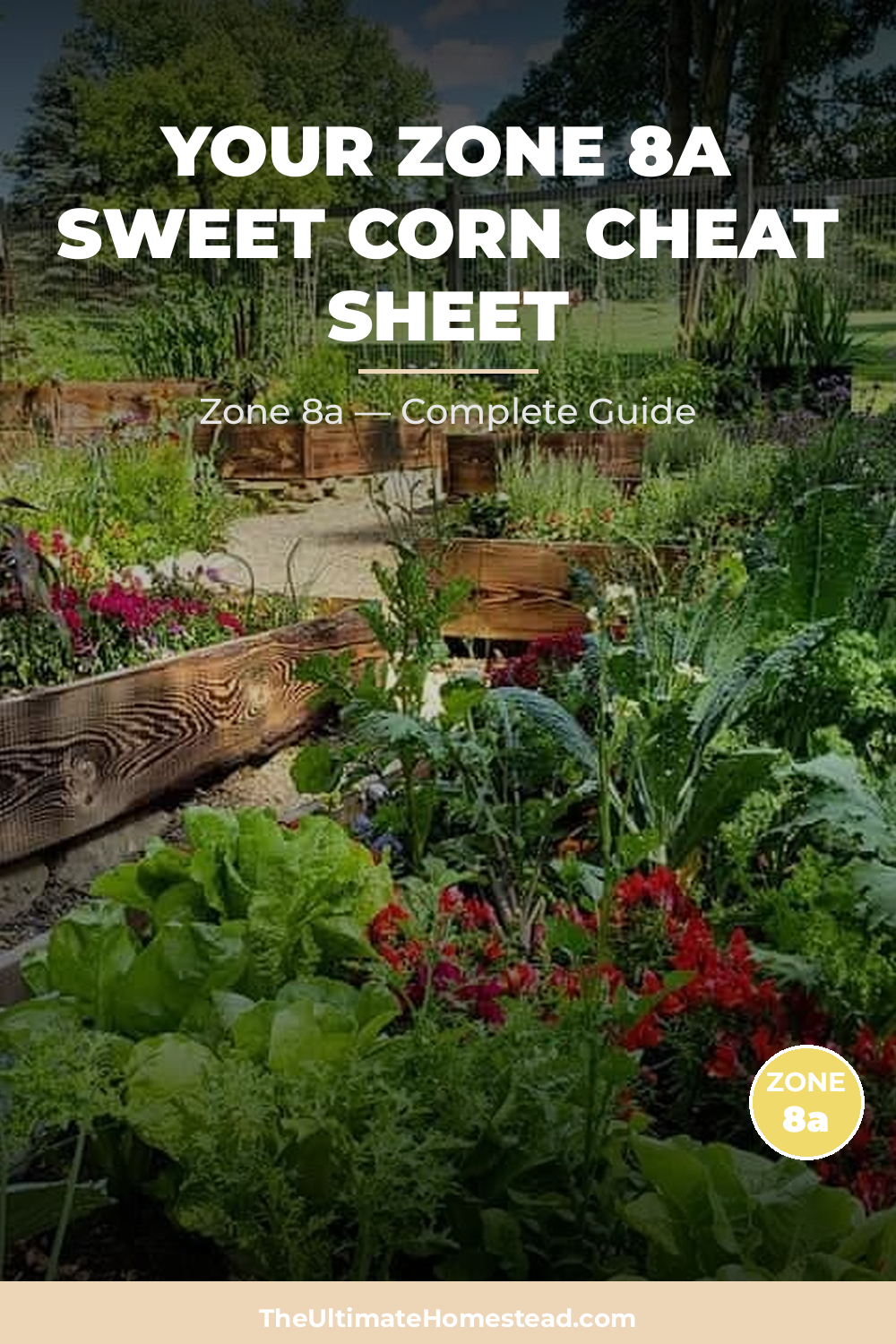 When to Plant Sweet Corn in Zone 8a