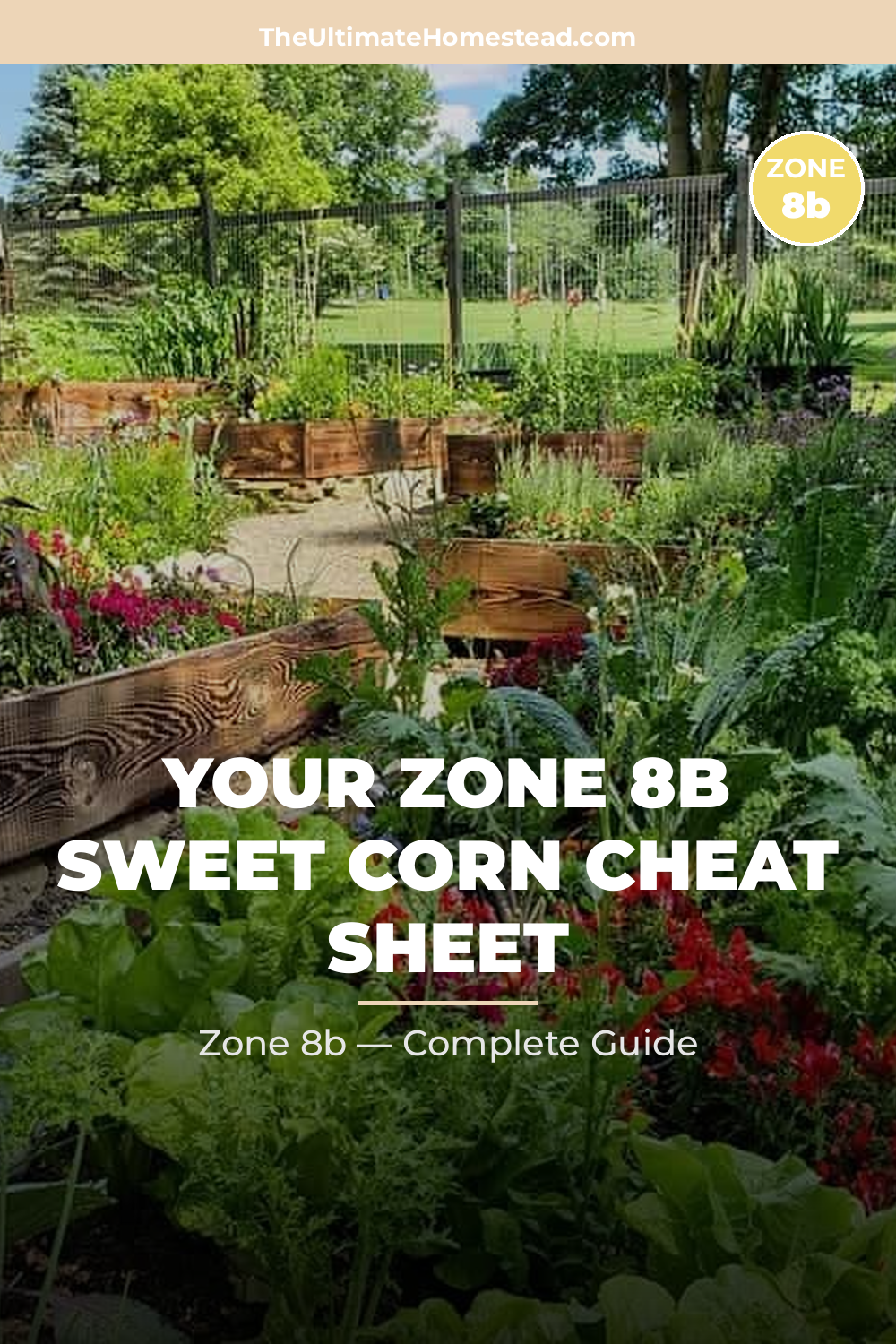 When to Plant Sweet Corn in Zone 8b