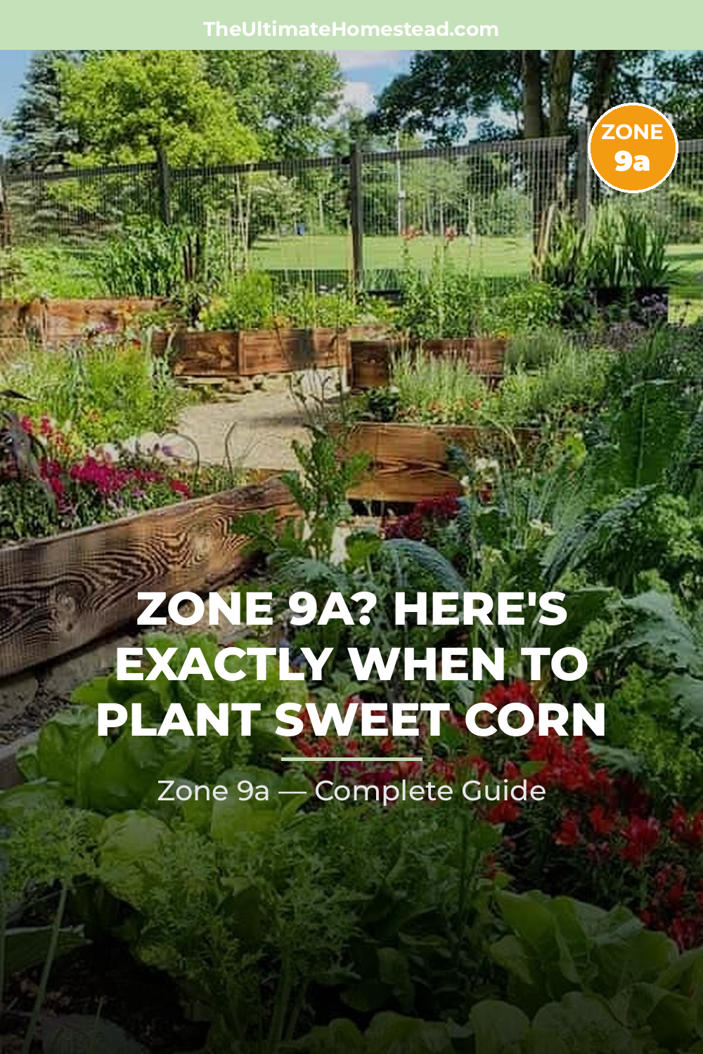 When to Plant Sweet Corn in Zone 9a