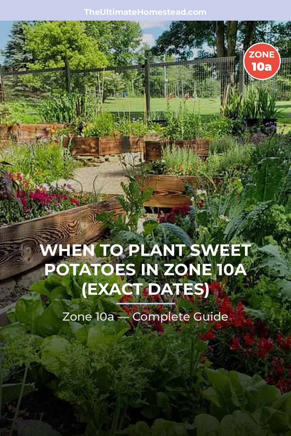 When to Plant Sweet Potatoes in Zone 10a