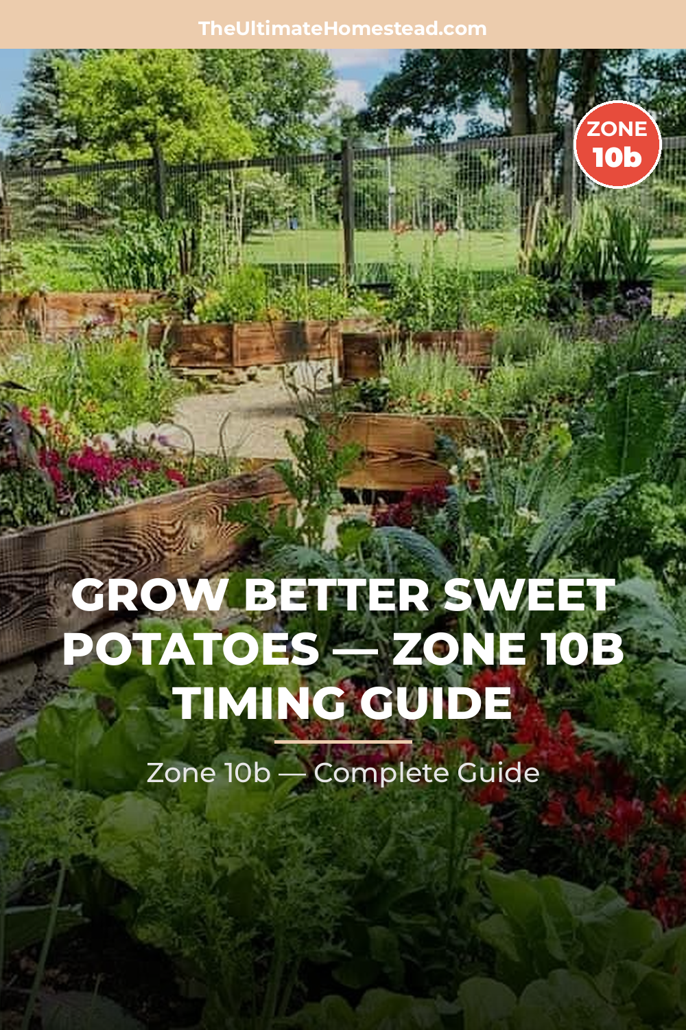 When to Plant Sweet Potatoes in Zone 10b