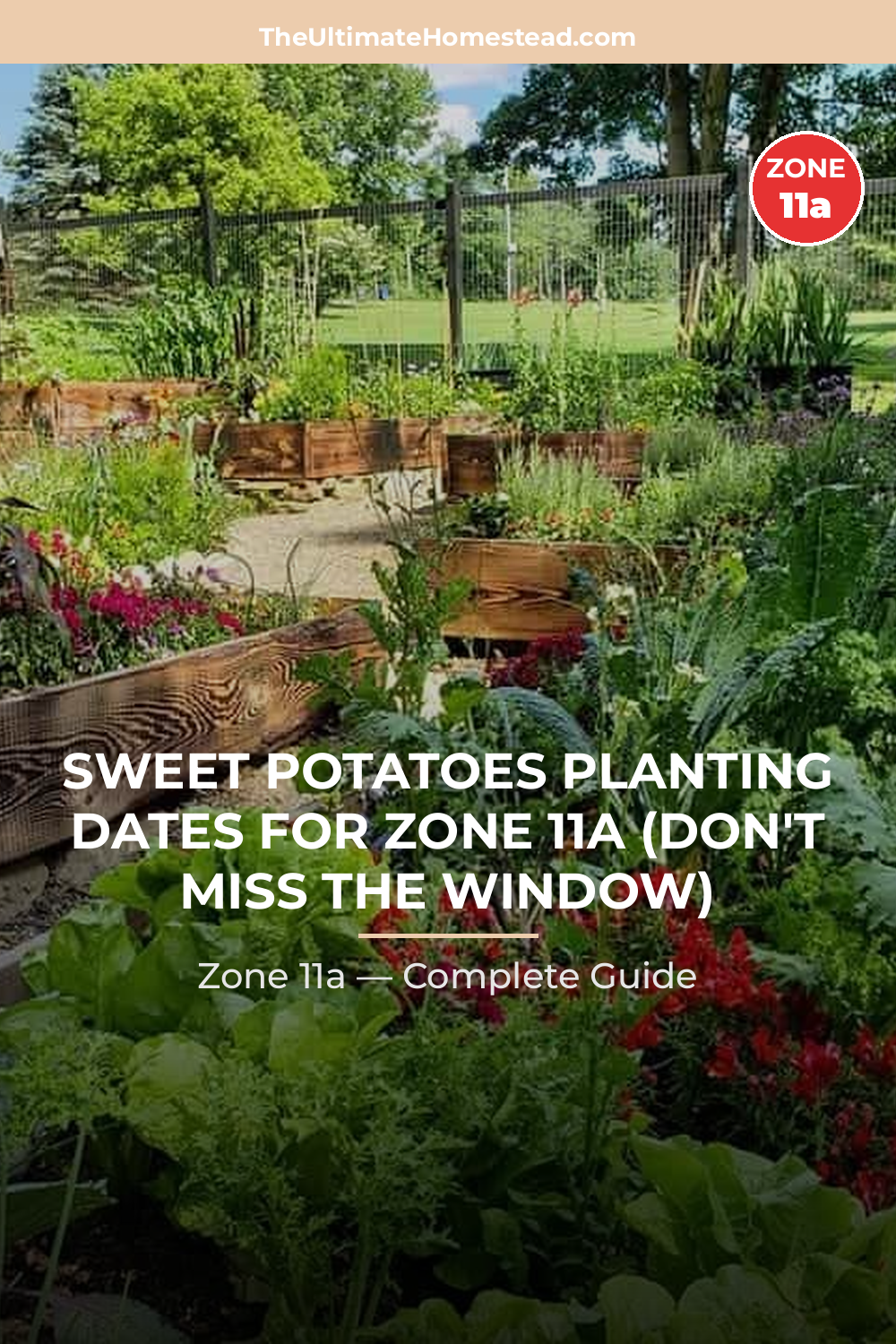 When to Plant Sweet Potatoes in Zone 11a