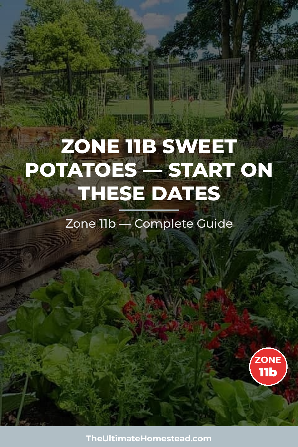 When to Plant Sweet Potatoes in Zone 11b