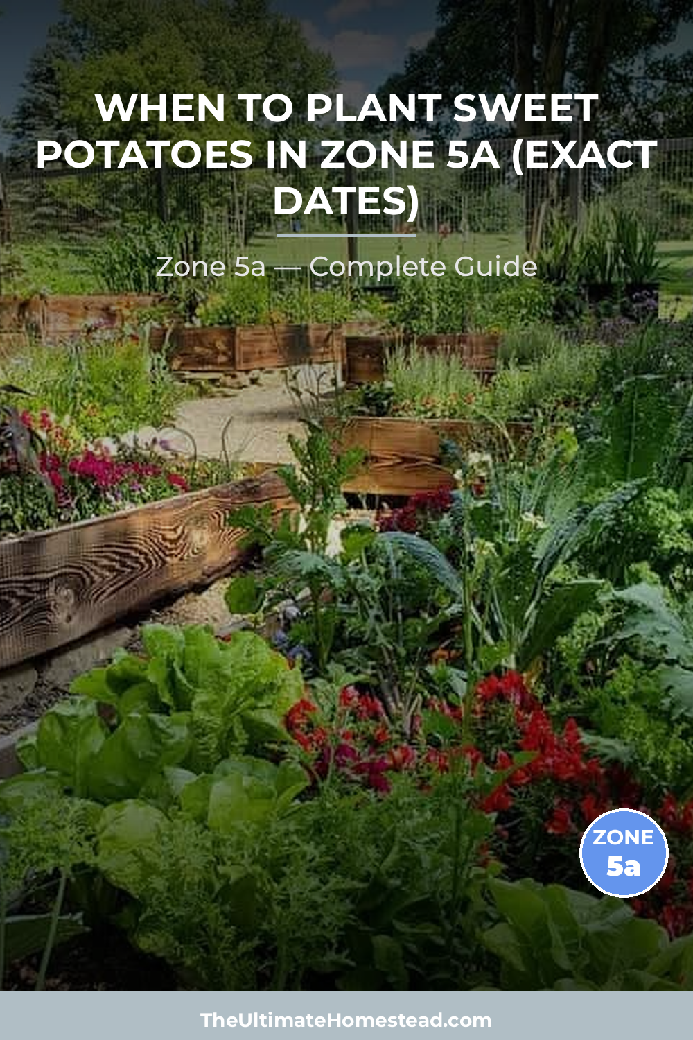 When to Plant Sweet Potatoes in Zone 5a