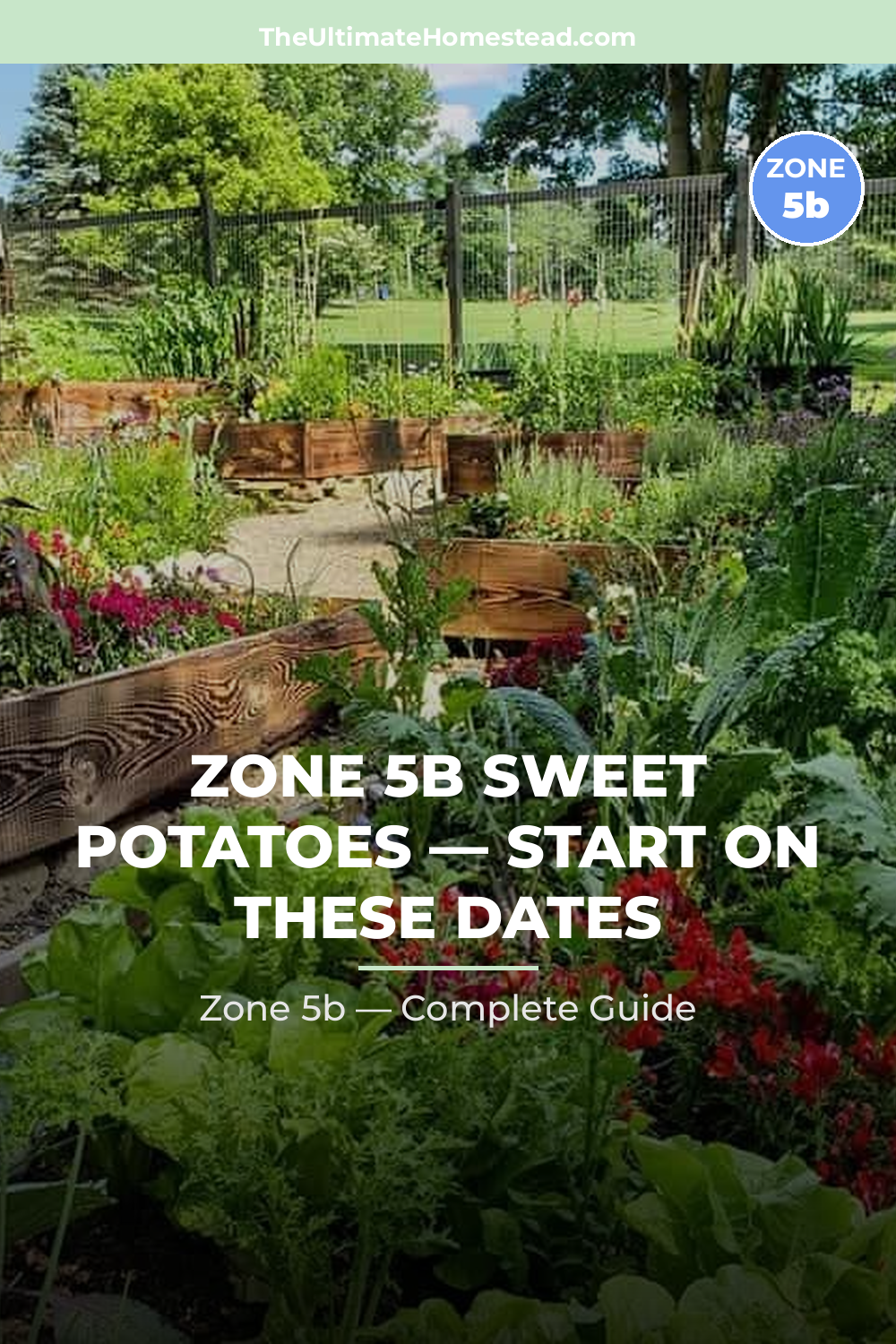 When to Plant Sweet Potatoes in Zone 5b