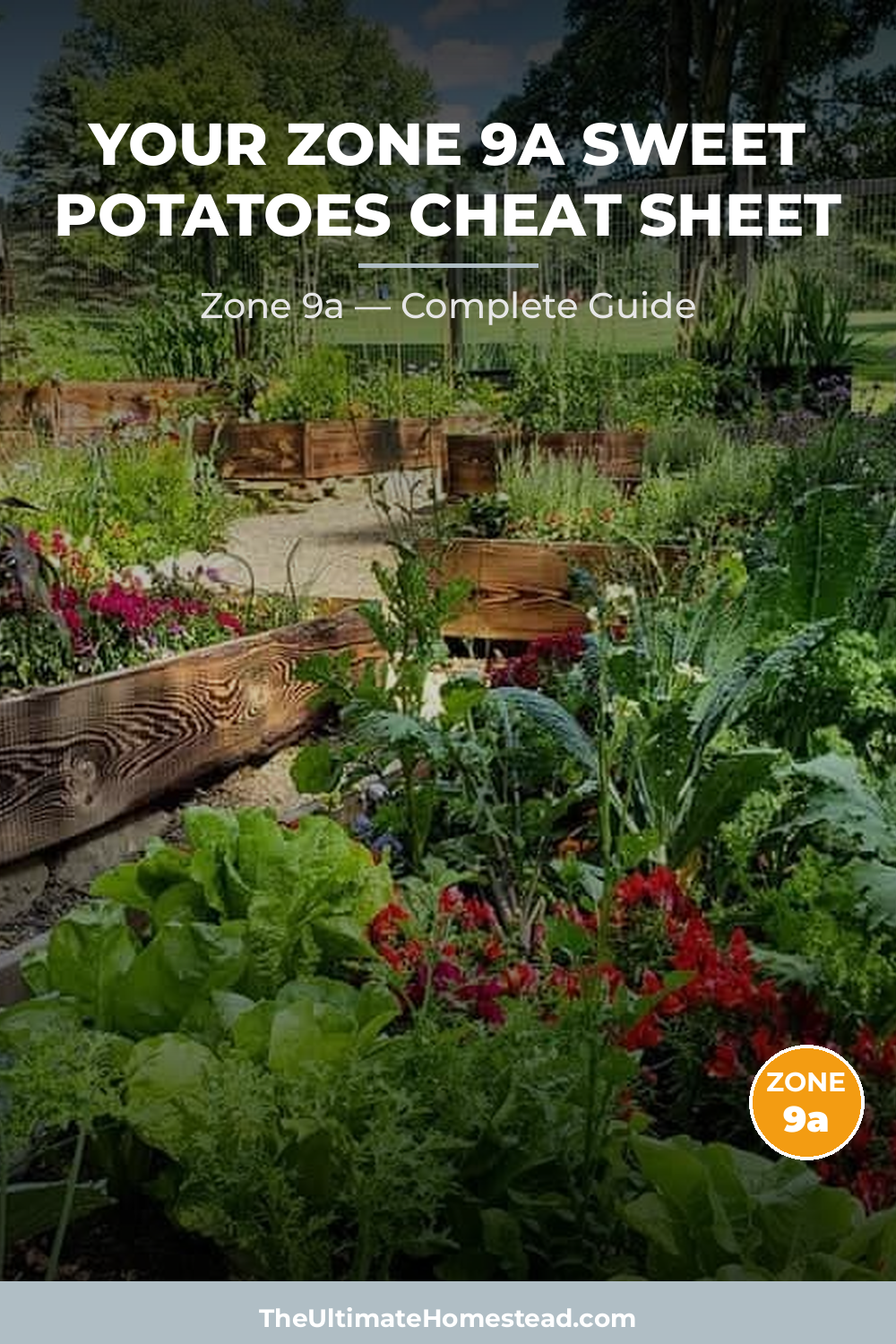 When to Plant Sweet Potatoes in Zone 9a