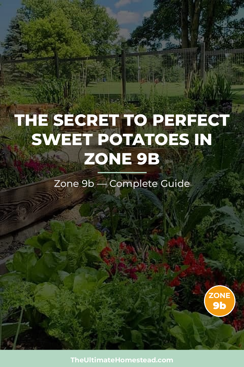 When to Plant Sweet Potatoes in Zone 9b