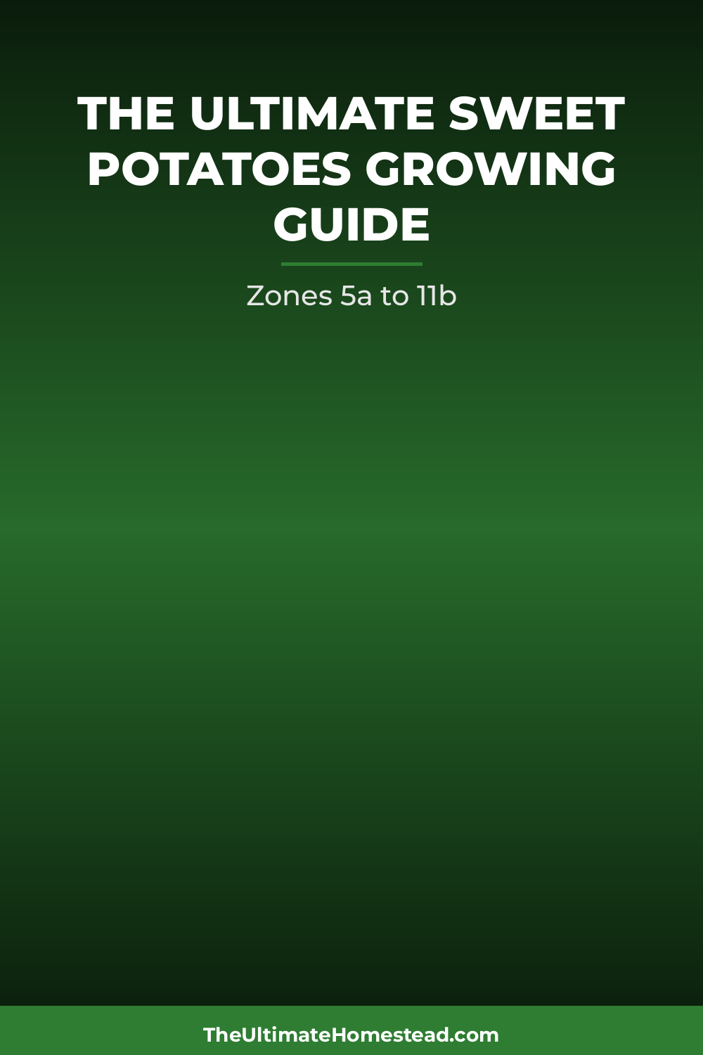 Sweet Potatoes Planting Guide