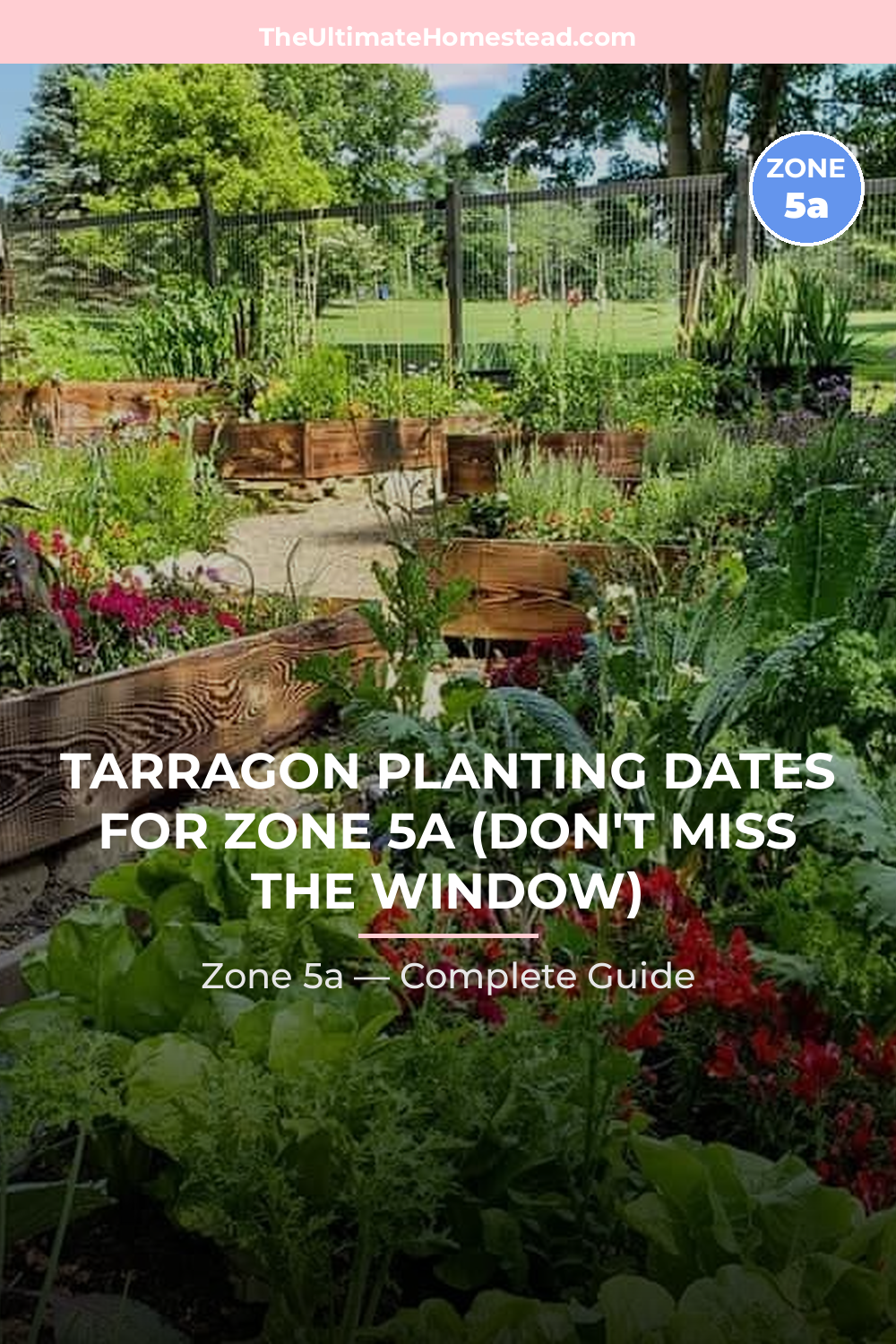 When to Plant Tarragon in Zone 5a